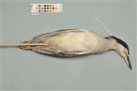 藏品(夜鷺)的圖片